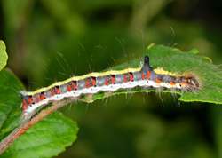 Grey Dagger caterpillar